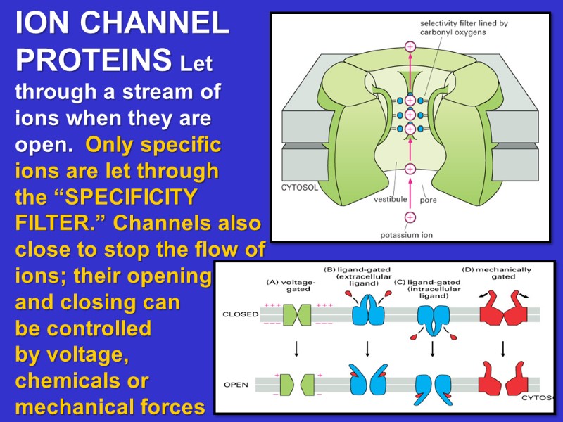 ION CHANNEL  PROTEINS Let through a stream of ions when they are open.